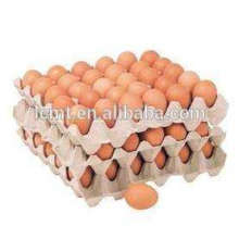 Bandeja de 30 ovos usada para o transporte de ovos de galinha